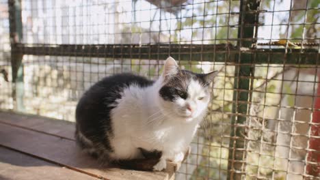 Slow-motion-footage-of-a-black-and-white-cat-in-the-sunshine-looking-at-the-camera