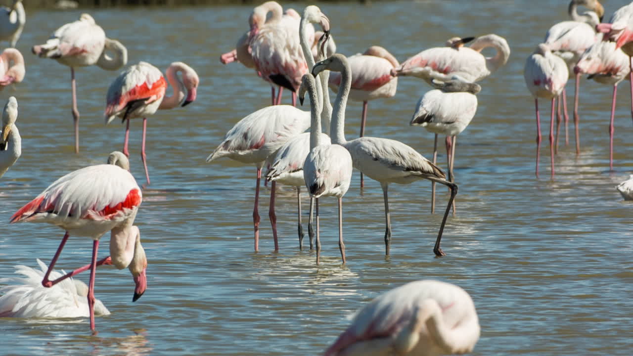 카마그 플라밍고 04