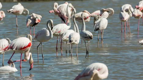 Carmargue-Flamingos-04