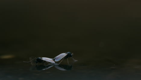 bugs on water