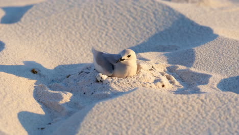 white bird nesting in sand