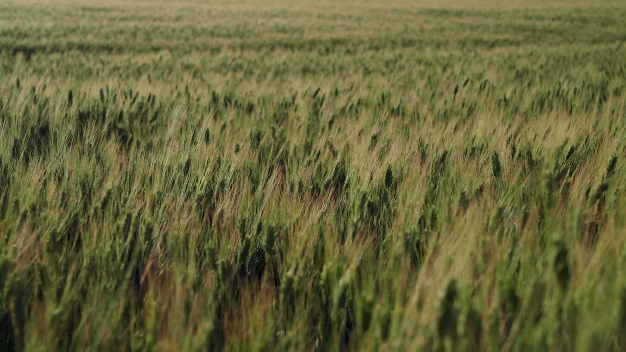 hora mágica dorada la luz del sol baña el idílico campo de trigo meciéndose en el viento