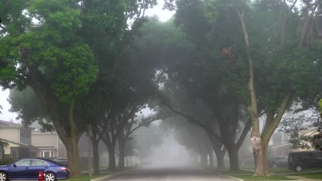 Tunnel-of-trees-on-a-cloudy-morning-in-the-summer