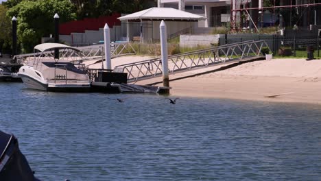 swan landing on water, then taking off again