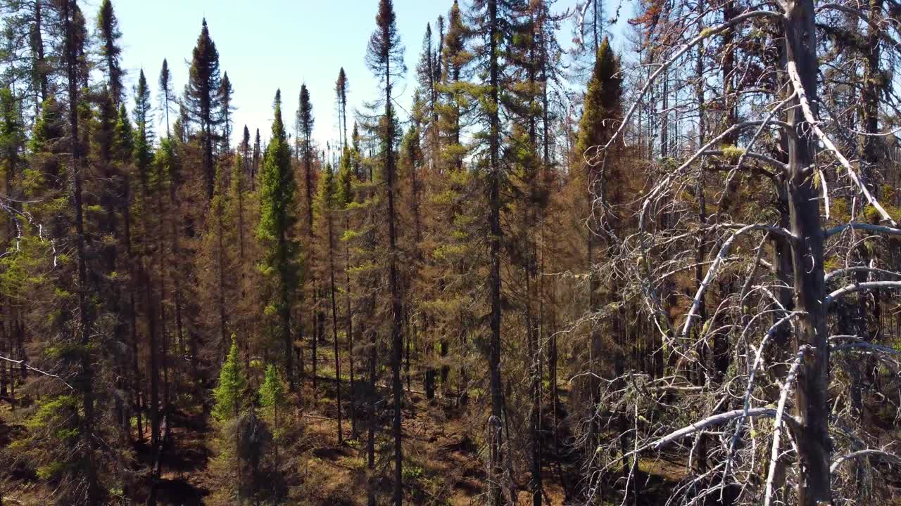 Flyver igennem døde træer efter skovbrand