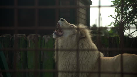 un león en cautiverio en un zoológico detrás