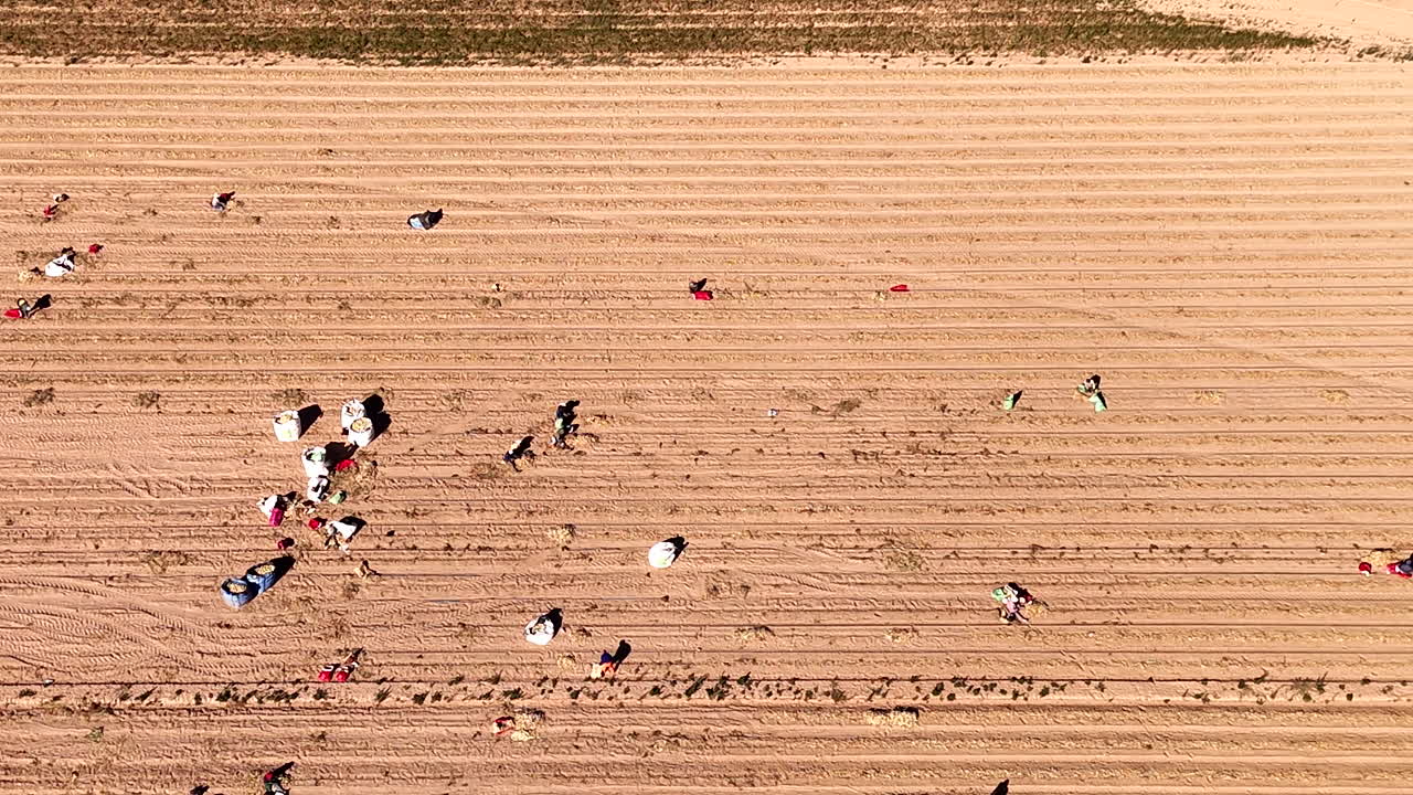 Casual farm laborers toil away in sandy farm land harvesting onions, aerial
