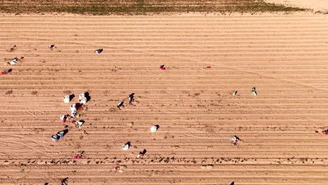 casual farm laborers toil away in sandy farm land harvesting onions, aerial