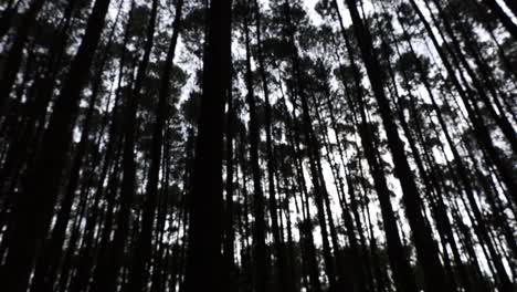 desenfoque de árboles en un bosque de pinos oscuro durante el día