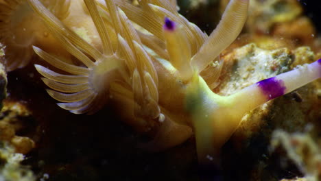 Einzigartige-Nahaufnahme-Einer-Blauen-Drachennacktschnecke---Pteraeolidia-Ianthina,-Mit-Wunderschönen-Weißen-Und-Violetten-Rhinophoren