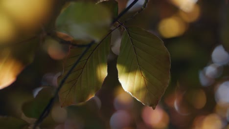 Hojas-Iluminadas-De-Haya-De-Cobre,-De-Cerca