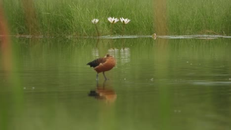 whistling duck - relaxing - water