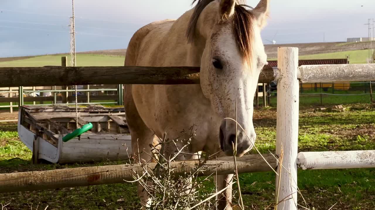 Billede af en hvid hest, der stolt står midt i et malerisk landsbymiljø.