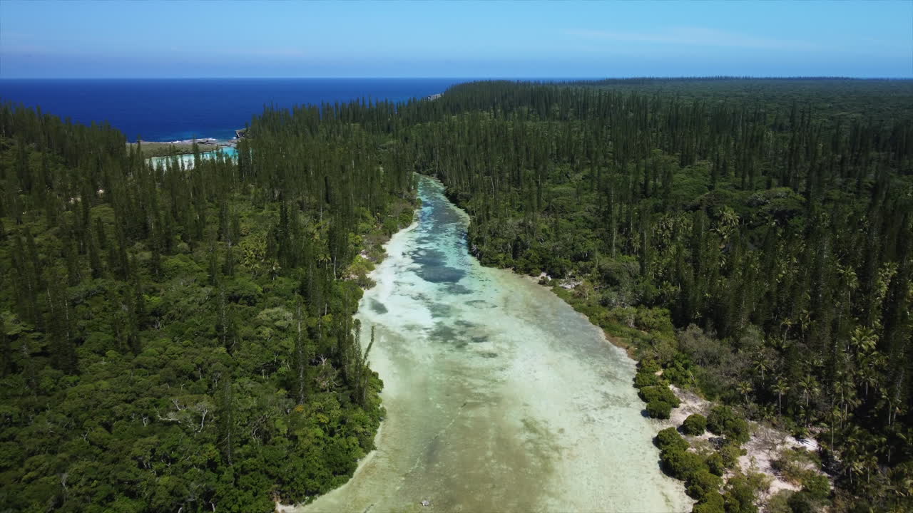 paso elevado sobre la laguna, bosque de pinos columnares en la bahía de oro, isla de pinos