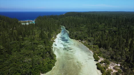 flyover above lagoon, forest of columnar pine trees at oro bay, isle of pines