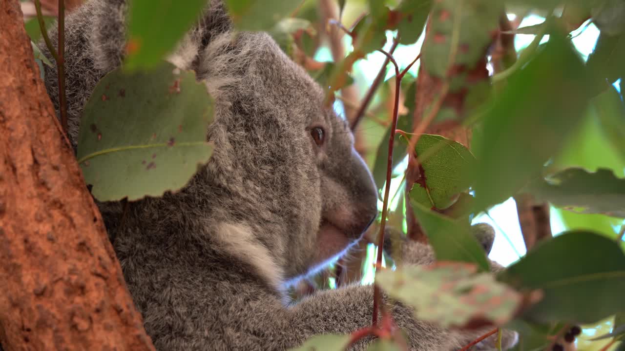 fotografía de cerca de un koala del norte, phascolarctos cinereus con pelaje gris esponjoso, sentado en el eucalipto, escondiéndose bajo el dosel durante el día