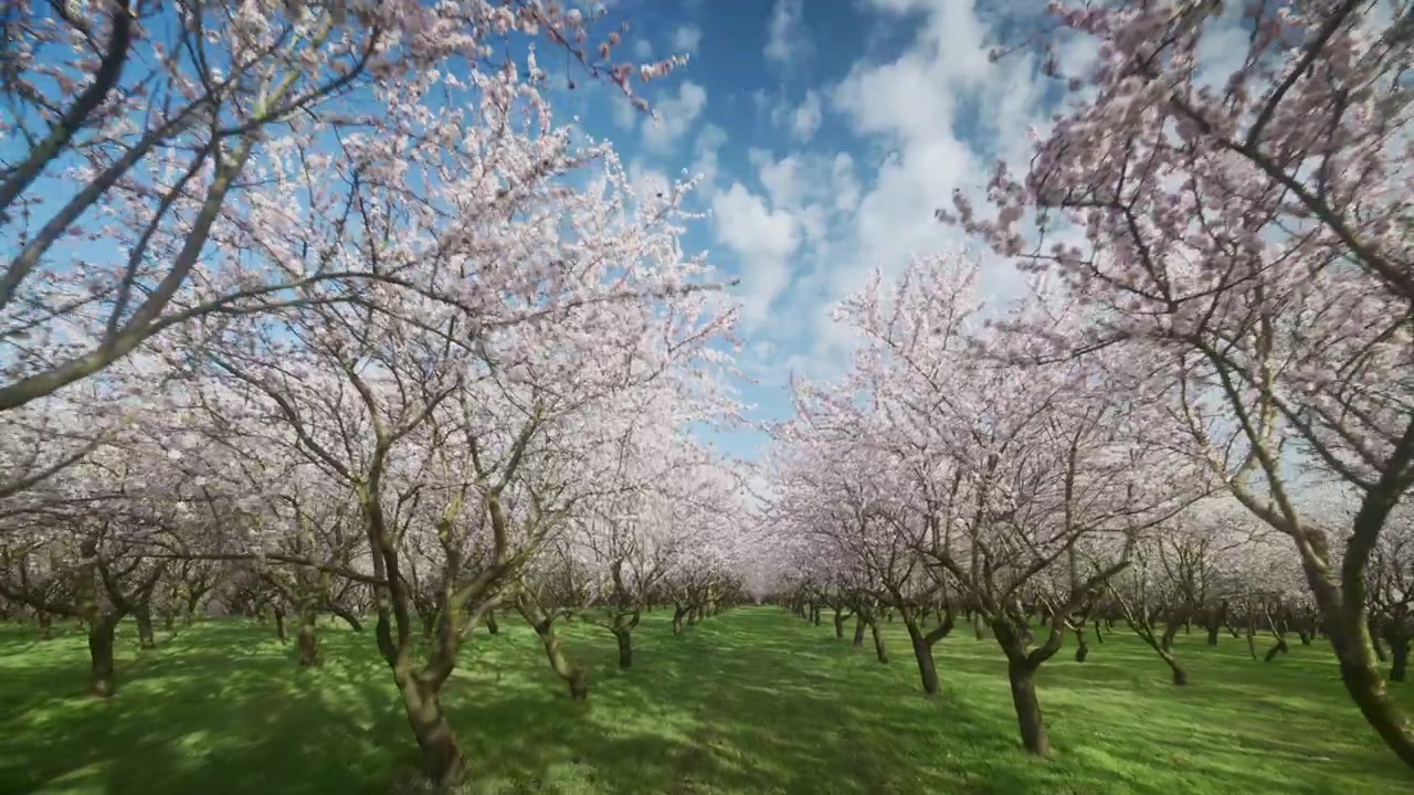 Mandorli in fiore con petali rosa che ricoprono un prato verde sotto un cielo primaverile. Grandangolo