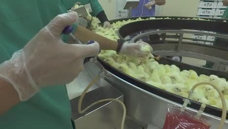 vaccination in a chick production line in a hatchery factory intended for large henhouses