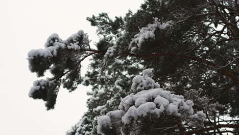 雪に覆われた森