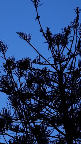 un solo pájaro se desliza por un árbol de coníferas