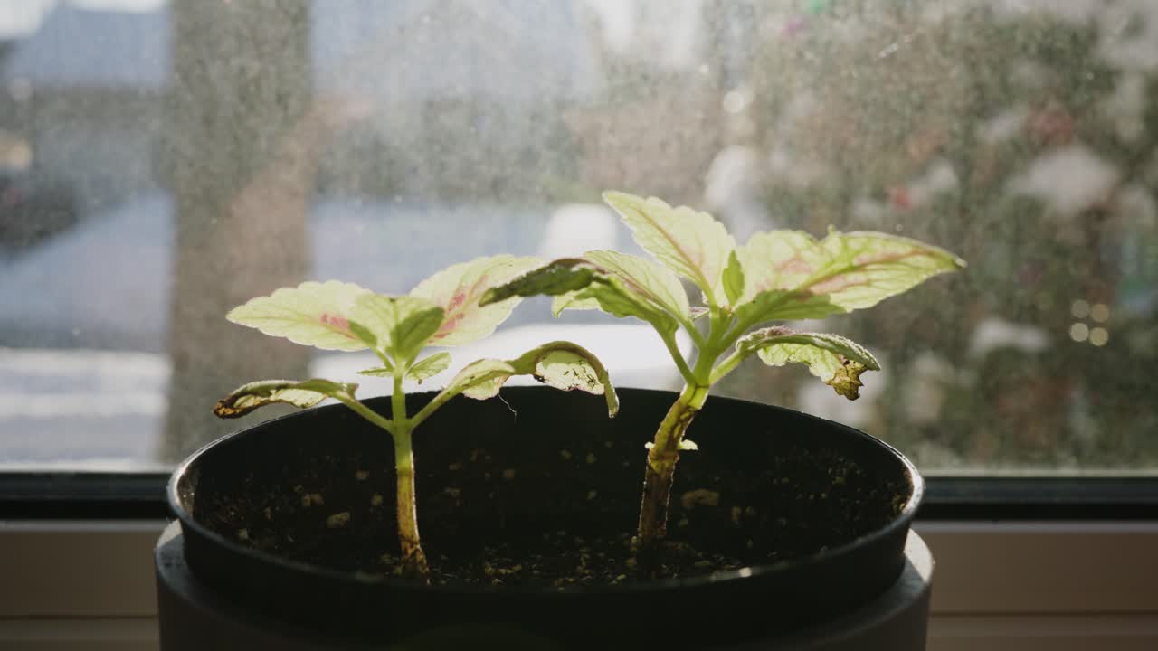 Small Plant on windowsill, sunny winter morning snow outside.