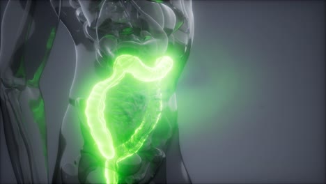 examen de radiología del colon humano