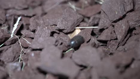 Pill-bug-crawls-down-along-complex-rocky-landscape,-tracking-follow-closeup