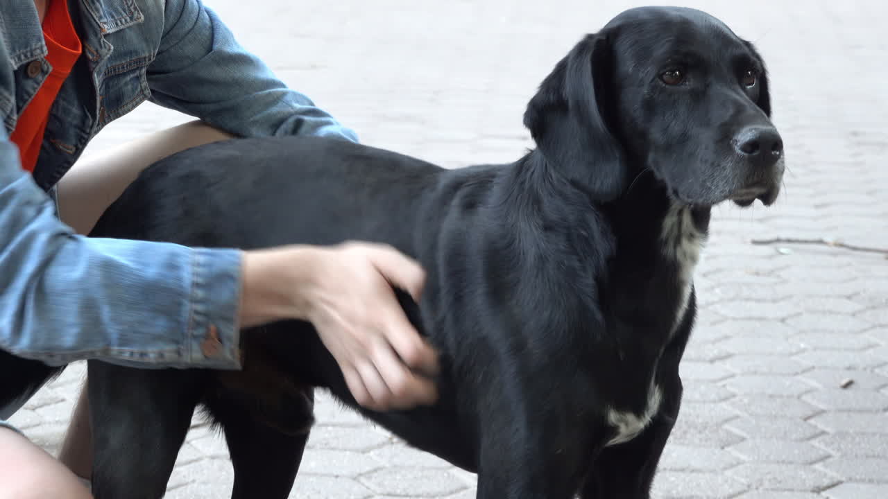 Woman in denim jacket petting a black labrador retriever outside