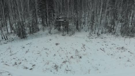 paisaje de bosque nevado desde arriba