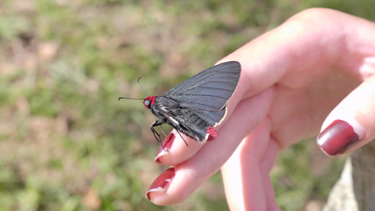 Unusual red black moth butterfly sitting in sunshine on girls hand with manicured painted nails