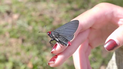 mariposa polilla negra roja inusual sentada al sol en la mano de las niñas con uñas pintadas cuidadas