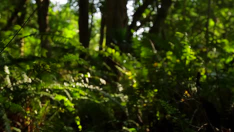 POV-shot-moving-through-dense-jungle-or-forest