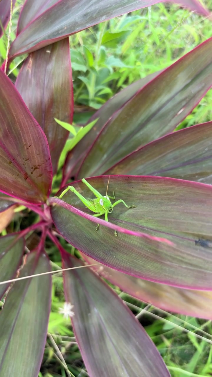 Small Green Grasshopper Resting on a Vibrant Leaf