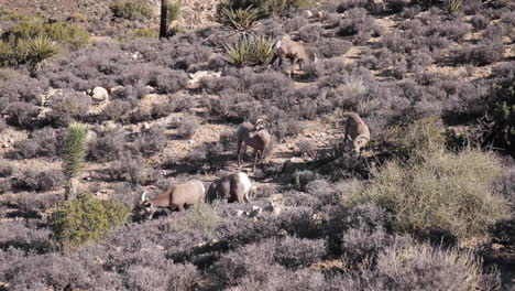 bighorn sheep in desert landscape