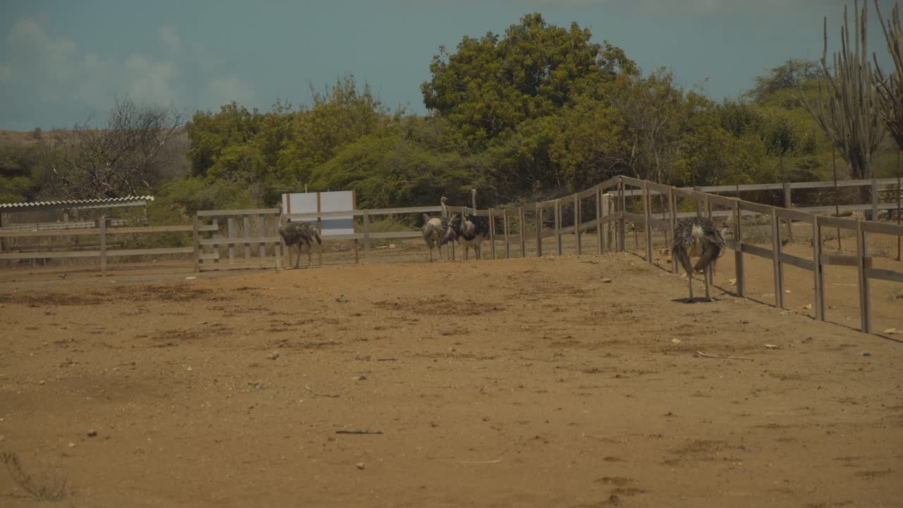 el avestruz es una especie de gran ave no voladora originaria de áfrica