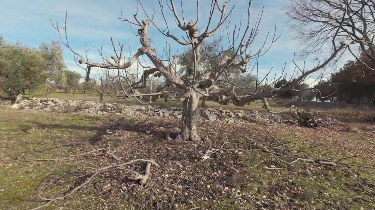 Bare Pruned rig Tree in Rural Orchard Field with Fallen Branches on Ground
