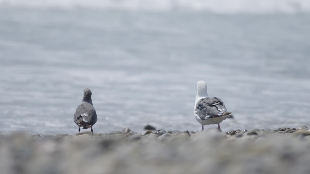 갈매기 2마리가 느린 모 4k 2샷으로 바다를 바라보고 있습니다.