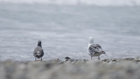 Two-seagulls-look-out-over-the-ocean-in-slow-mo-4K-two-shot