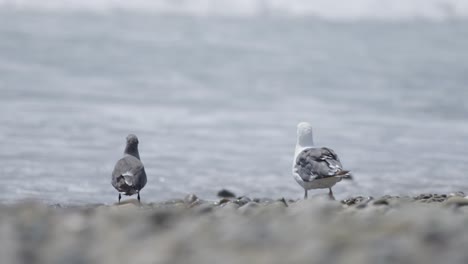 dos gaviotas miran hacia el océano en cámara lenta 4k dos tomas