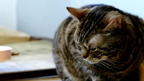 un primer plano del gato tabby tendido en la mesa de madera.