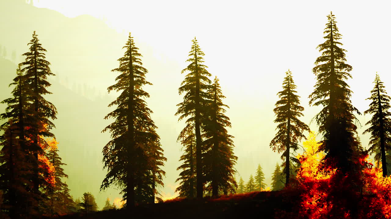 황금색 숲의 실루