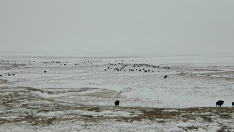 rising aerial over herd of bison buffalo on snowy prairie in winter, 4k