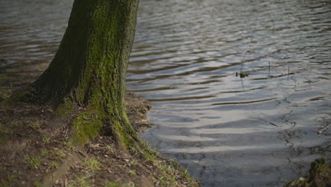 a green log with moss by the shore of a lake