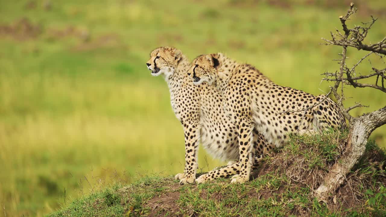 vida silvestre africana de dos guepardos en áfrica, guepardas en el montículo de termitas en masai mara, kenia animales de safari en masai mara paisaje de sabana, sentados y mirando a su alrededor