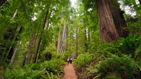 family journey in the redwoods a mother and two kids together