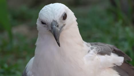 Close-up-eagle-turn-the-head