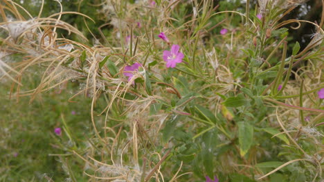 rosebay willow herb growing on a grass vergein the english countryside