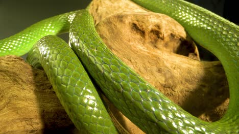 close-up of a green snake coiled around wood