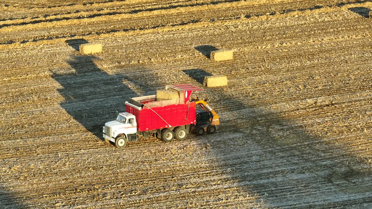 cargador de patines levantando balas de paja cuadradas en el remolque en la granja estadounidense