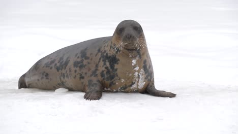 foca gris gorda descansando sobre la superficie asentada en suelo nevado congelado - tiro largo medio en cámara lenta